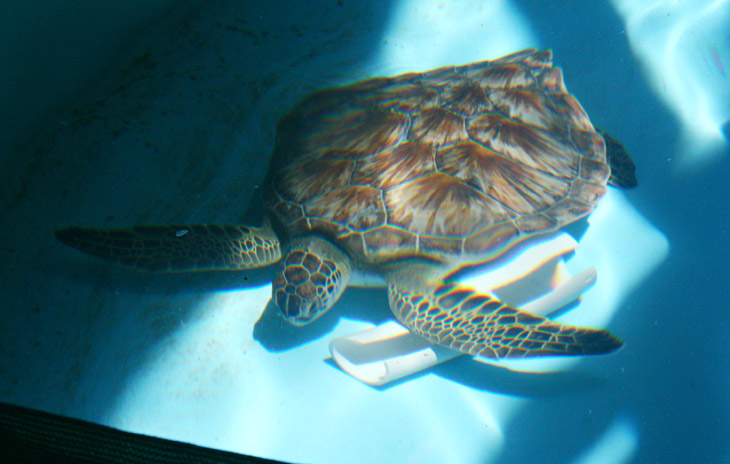 green sea turtle Chelonia mydas showing gorgeous shell pattern