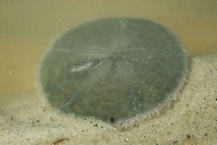 living sand dollar order Clypeasteroida beginning to bury itself