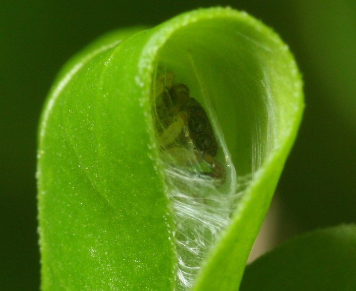 unidentified jumping spider within shelter