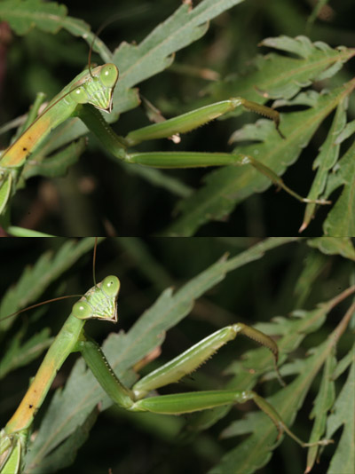 Chinese mantis Tenodera sinensis from slightly varied position