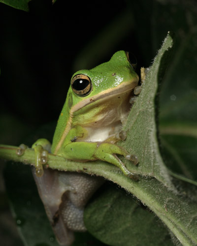 green treefrog Hyla cinerea perched reluctantly on pond plant