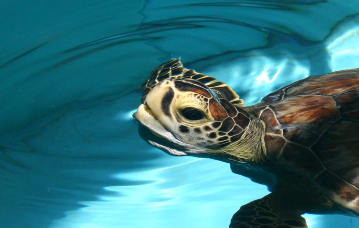 green sea turtle Chelonia mydas patient at Georgia Sea Turtle Center, Jekyll Island