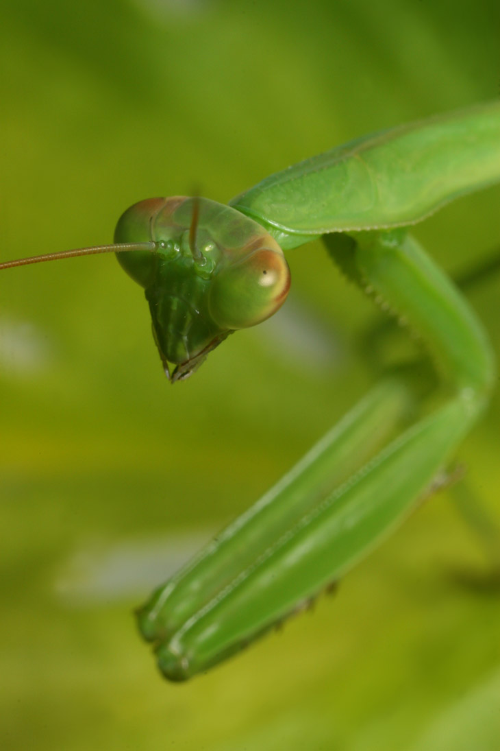 Chinese mantis Tenodera sinensis watching possible prey