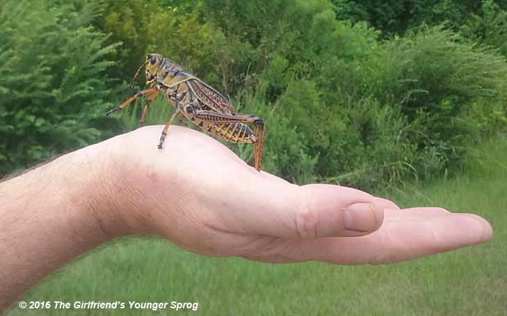 eastern lubber grasshopper Romalea microptera on hand for scale
