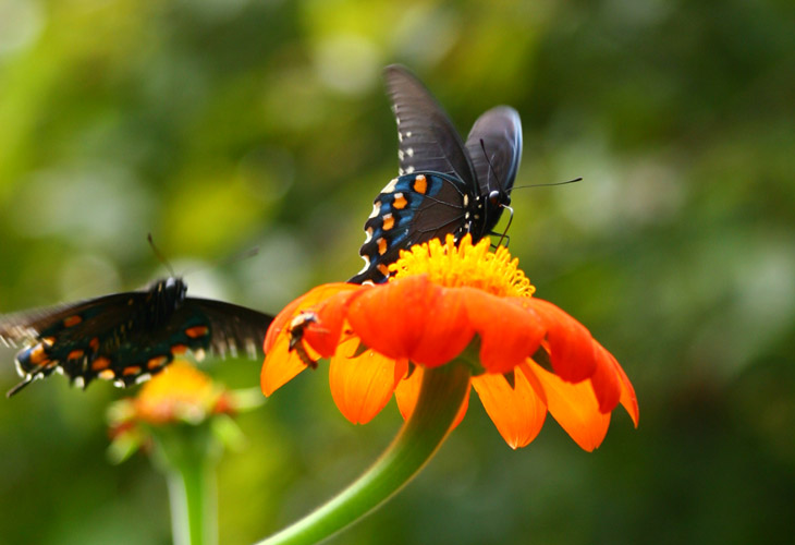 dark phase female eastern tiger swallowtail Papilio glaucus about to be ambushed by a disreputable character