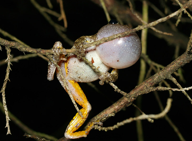 copes grey treefrog Hyla chrysoscelis from underside in mid call