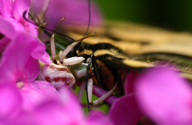 probable white-banded crab spider Misumenoides formosipes with captured eastern tiger swallowtail Papilio glaucus