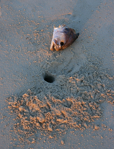 fish head on sand next to new crab burrow