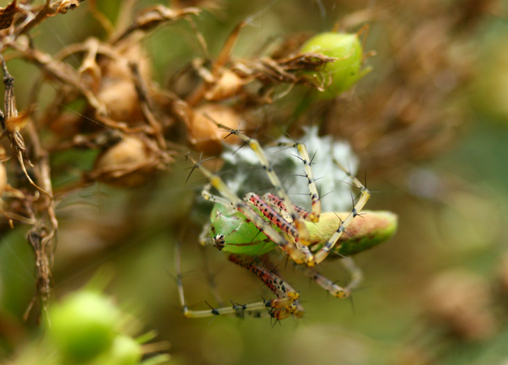 green lynx spider Peucetia viridans on new egg sac