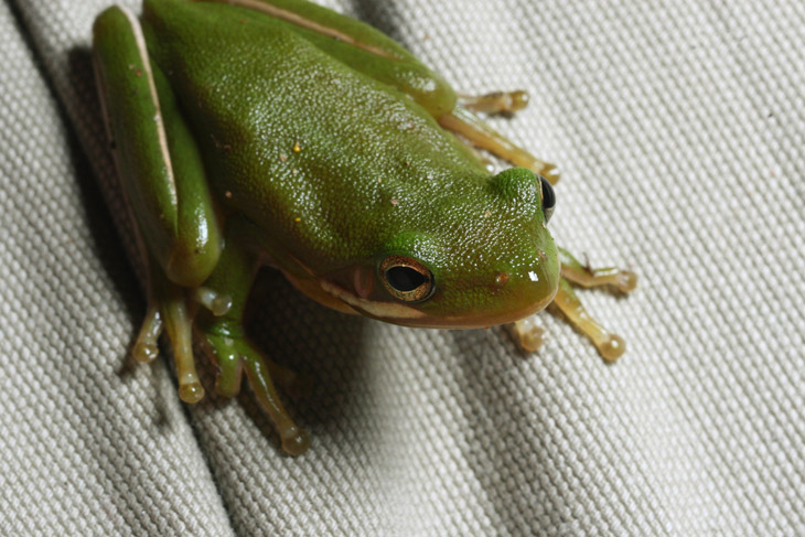 green treefrog Hyla cinerea perched on photographer's shorts