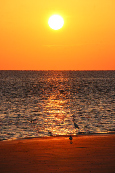 great egret and tern on tide line against rising sun, Jekyll Island, Georgia