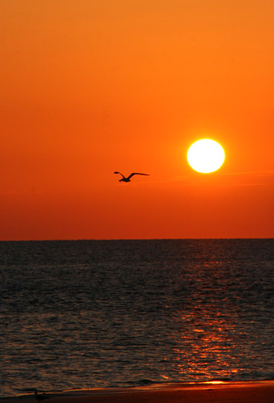 tern carrying crab against sunrise sky, Jekyll Island, Georgia