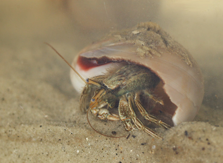 maybe thinstripe hermit crab Clibanarius vittatus ambling on seafloor, more or less