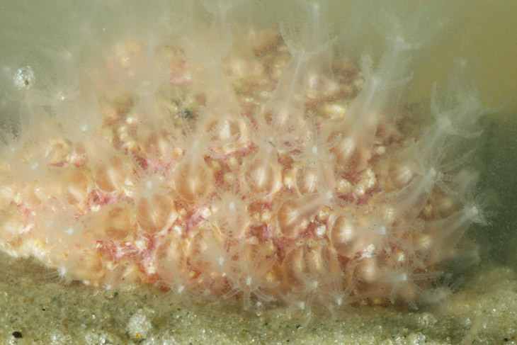 unknown marine invertebrate species