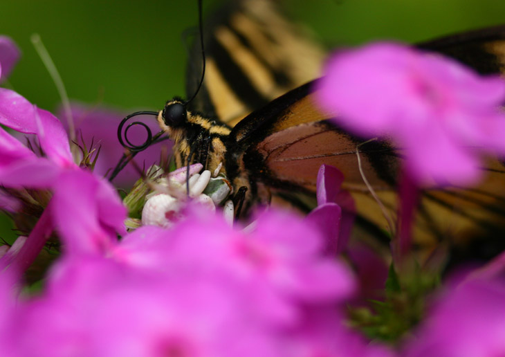 probable white-banded crab spider Misumenoides formosipes with captured eastern tiger swallowtail Papilio glaucus