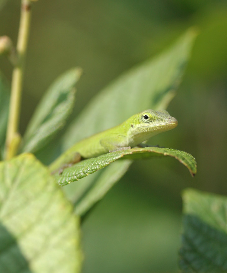 juvenile green anole Anolis carolinensis pausing with brief catchlight