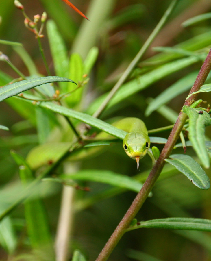 rough green snake Opheodrys aestivus being rude