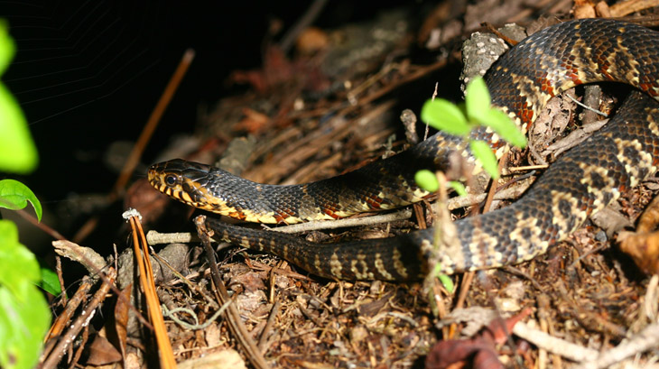 southern banded water snake Nerodia fasciata looking suspicious