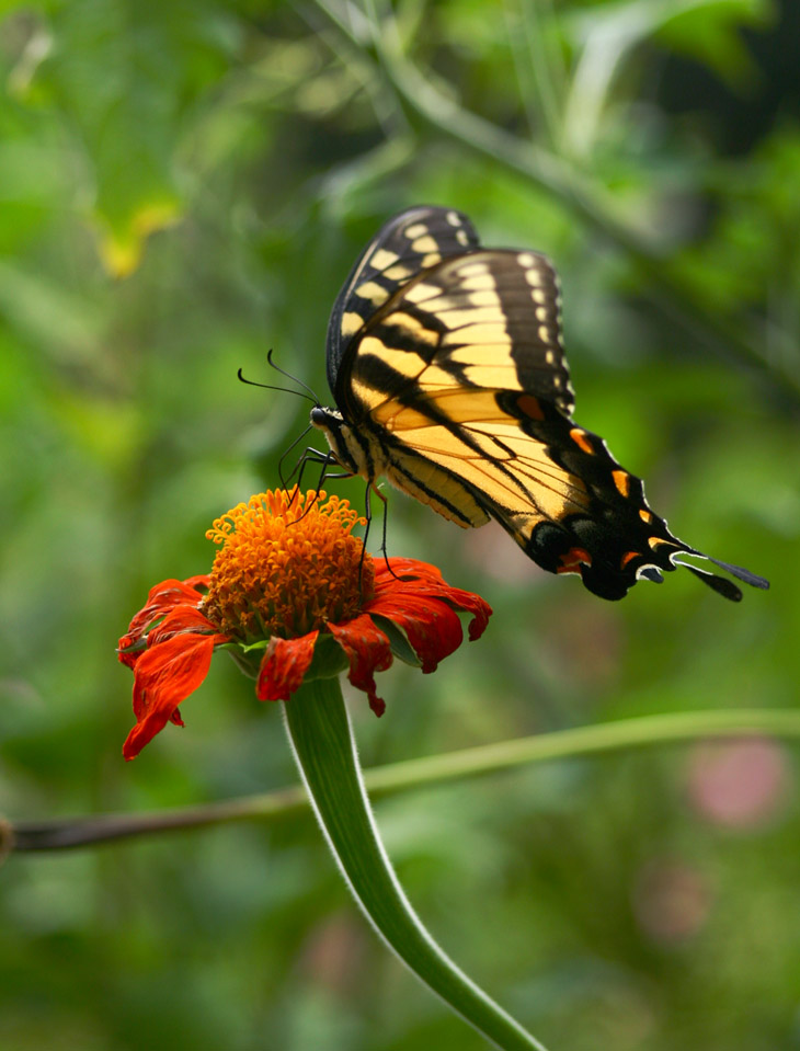 male eastern tiger swallowtail Papilio glaucus on unidentified flower