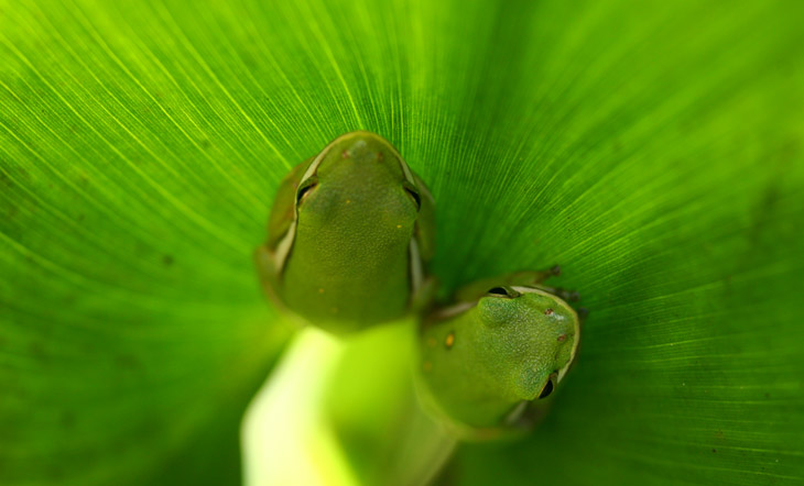 two green treefrogs Hyla cinerea being abstract