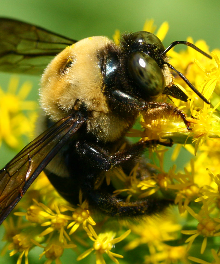 Eastern carpenter bee Xylocopa virginica on goldenrod tight detail crop
