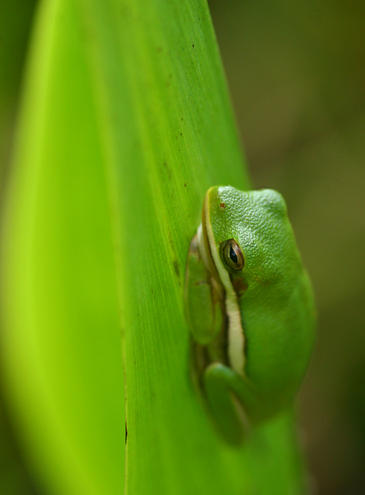 green treefrog Hyla cinerea drowsing on pickerelweed Pontederia