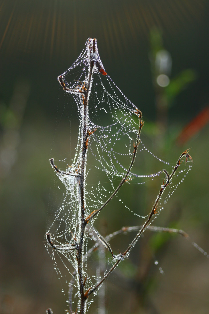 garlands of dew-laden web with subtle sunburst