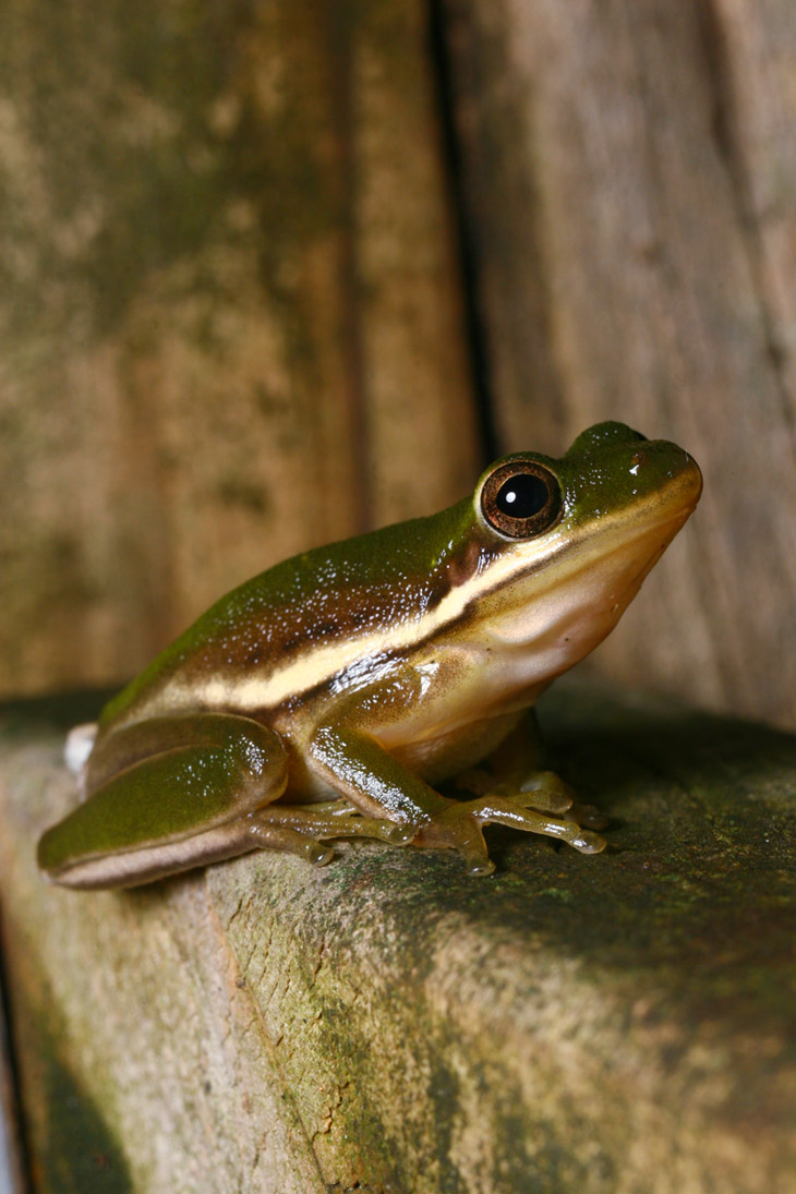 green treefrog Hyla cinerea poised alertly on fence