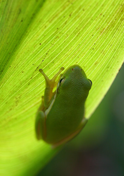green treefrog Hyla cinerea backlit on pickerelweed Pontederia leaf