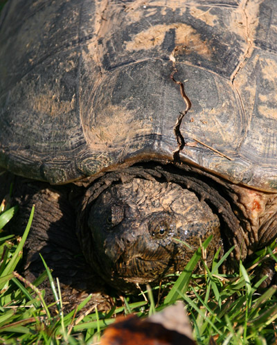 common snapping turtle Chelydra serpentina portrait showing old injuries