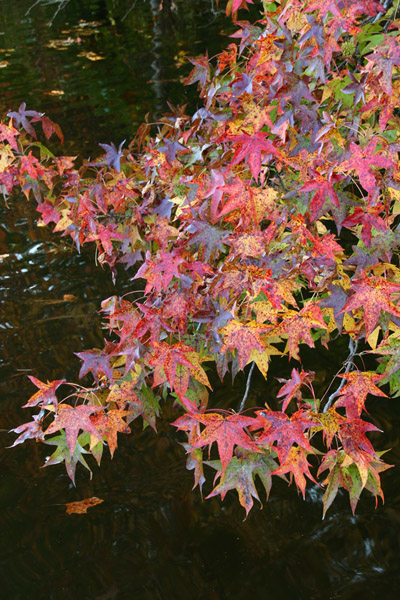 American sweetgum Liquidambar styraciflua in autumn colors