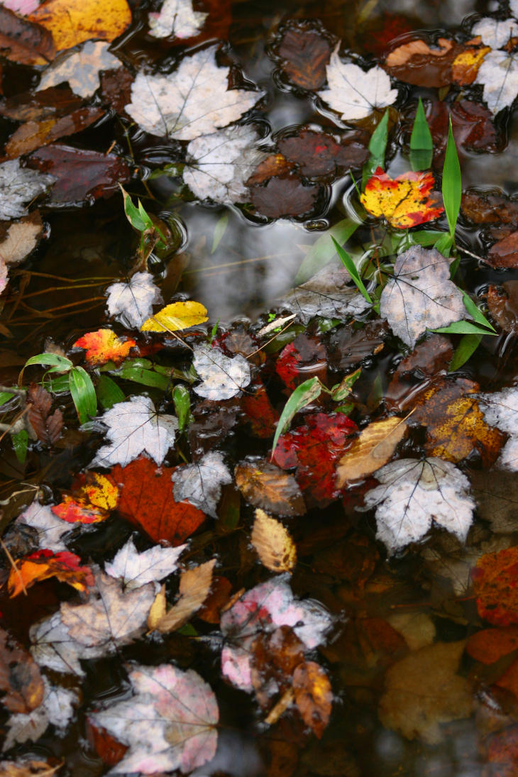 autumn leaves on water surface