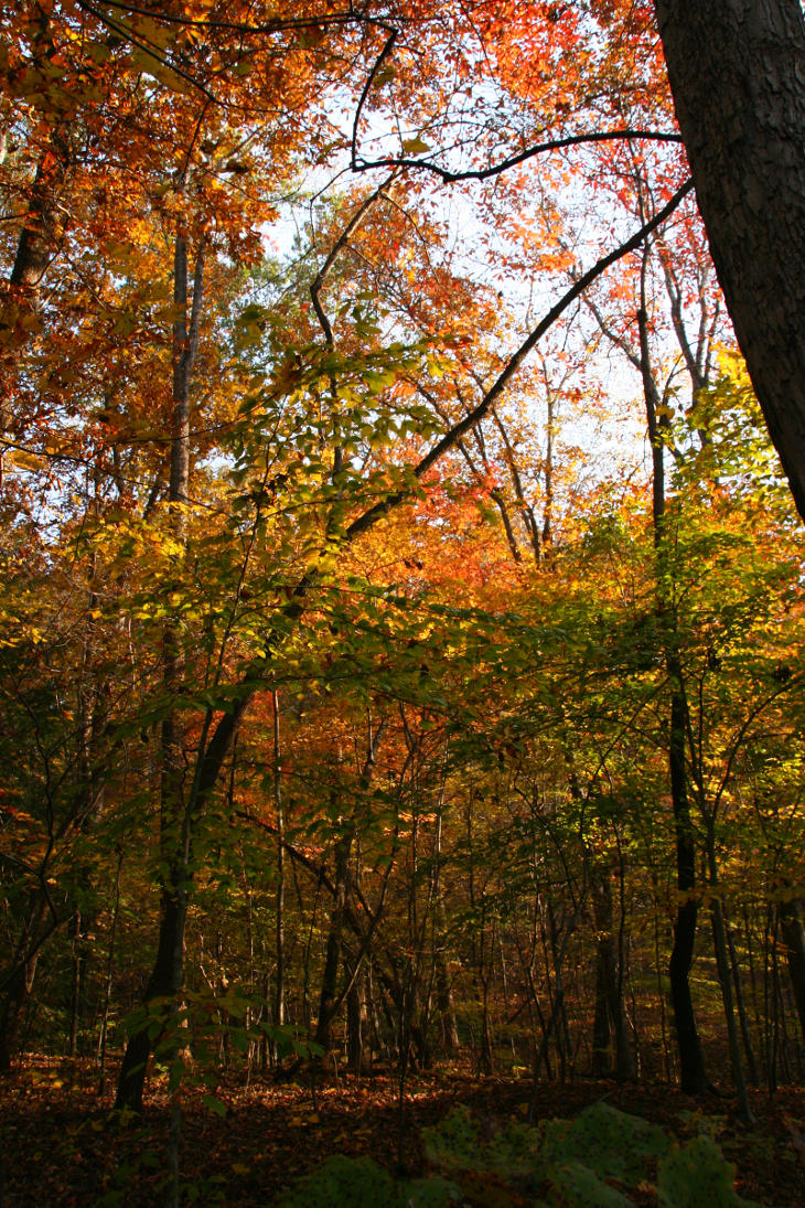 Hillside colors on nature trails of NC Botanical Garden