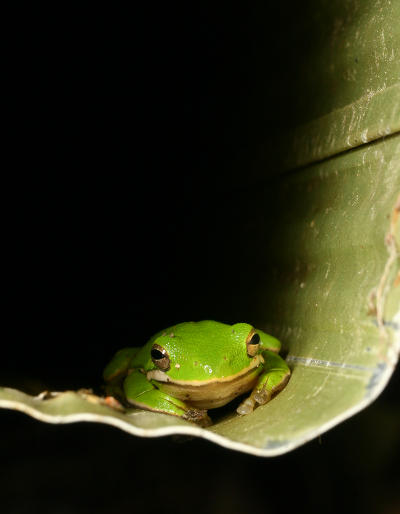 green treefrog Hyla cinerea hiding in downspout
