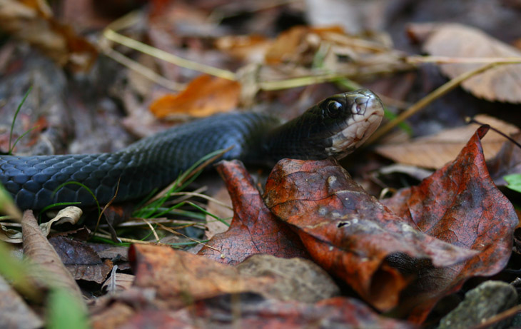 black rat snake Pantherophis obsoletus portrait