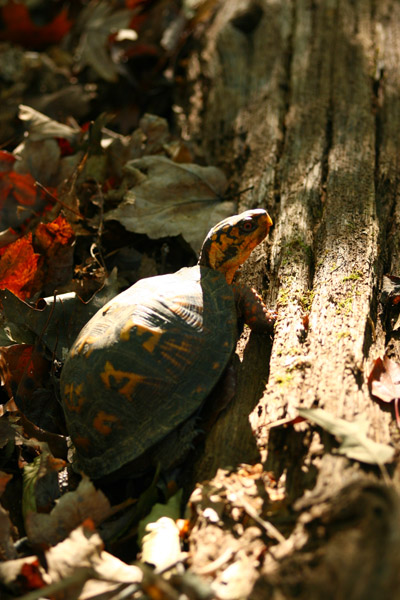 eastern box turtle Terrapene carolina carolina in patch of sunlight