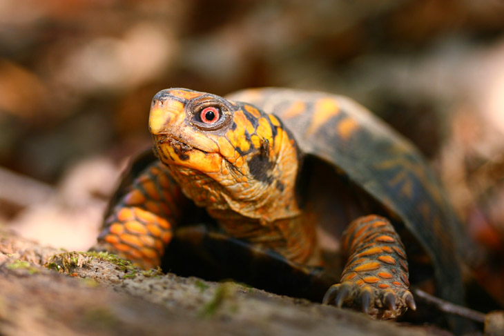 eastern box turtle Terrapene carolina carolina portrait, with mosquito