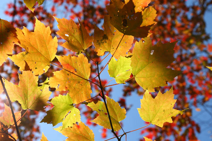 late autumn leaves against red leaves and sky