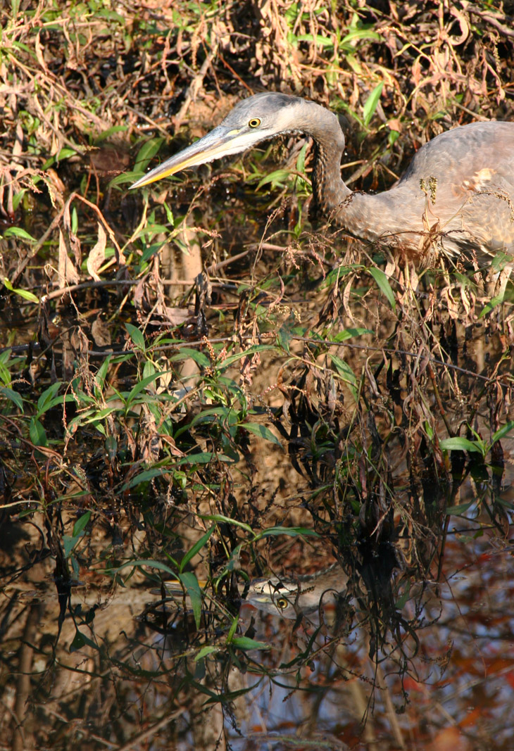 juvenile great blue heron Ardea herodias hunting in channel with attendant reflection