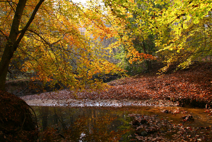 fall colors over a bend in Morgan Creek