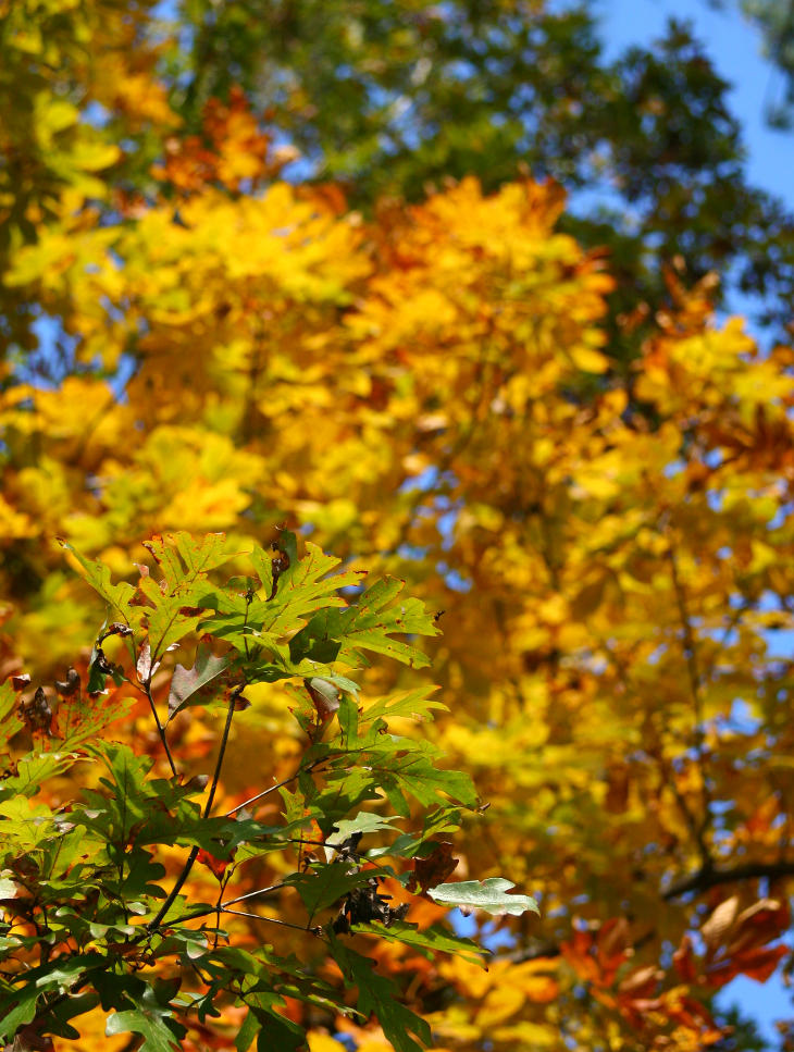 green leaves against other colors