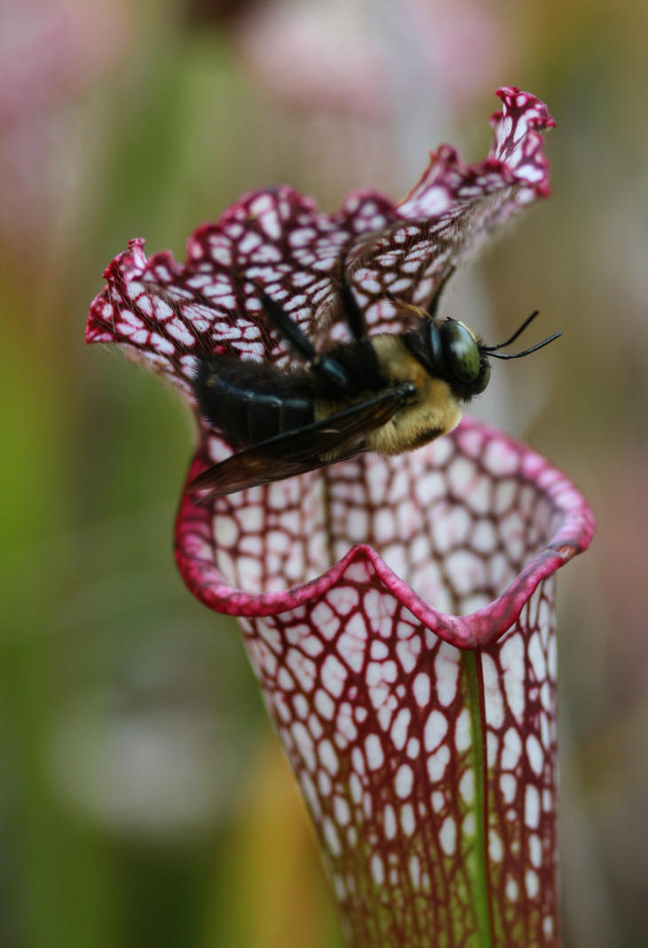 eastern carpenter bee Xylocopa virginica under overhang of pitcher plant