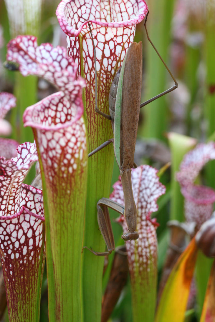 pregnant Chinese mantis Tenodera sinensis on pitcher plant