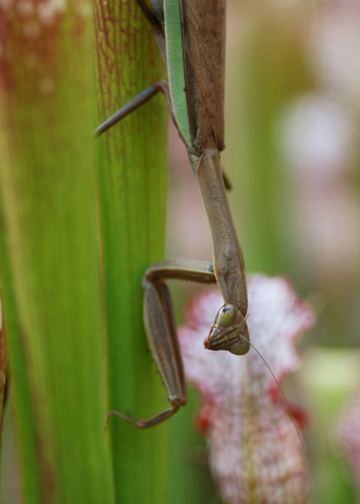 portrait of Chinese mantis Tenodera sinensis on pitcher plant, showing damaged eye