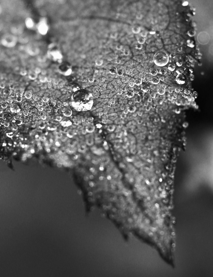 morning dew on rose leaf in monochrome