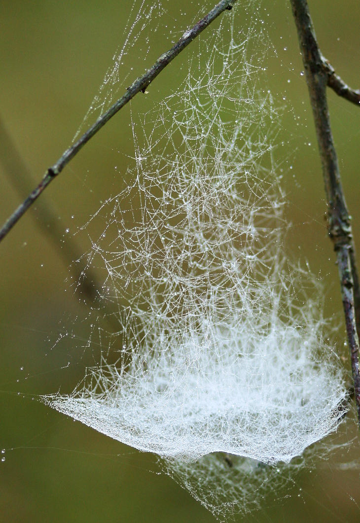 dew-covered spiderweb resembling sailing ship