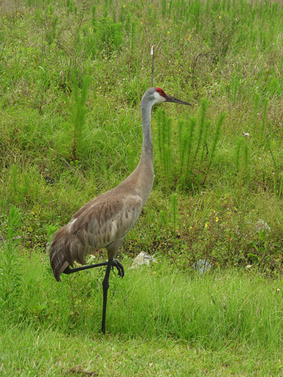 Sandhill crane Grus canadensis with horrible composition skills