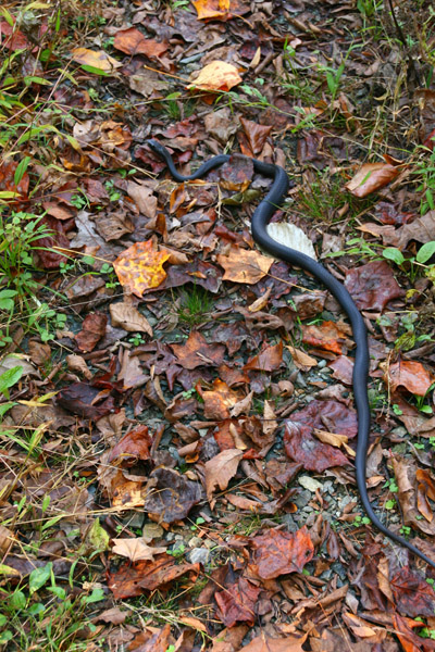 black rat snake Pantherophis obsoletus in middle of walking trail