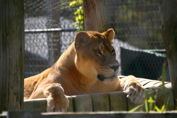 lioness at Conservators Center