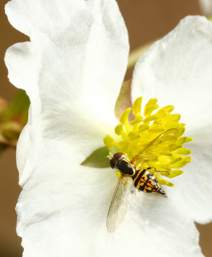 hoverfly on white flower